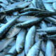 Consumo sardina pilchardus